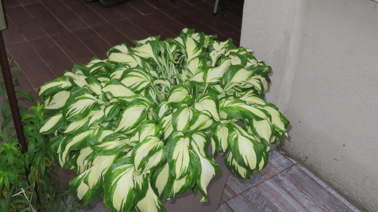 Guest House Pavlovic 索科矿泉村 外观 照片